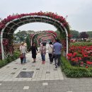 ♣ 2025 서울대공원 장미축제 - 이미지