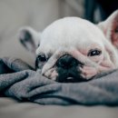 부평프라임동물병원 이미지