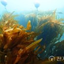 장호2리 이미지