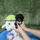 애견왕국 이미지