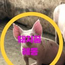 붉은돼지 - 용산구 원효로48길 11-8 | 붉은돼지