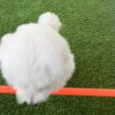 두두펫케어 이미지