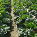 한방토종백숙 이미지