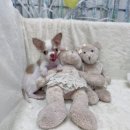 퍼피앤유 이미지