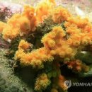 산호자원 이미지