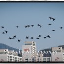 낙동강철새도래지 티스토리