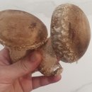 나래농원 | 나래뜰 농원 명품 송화고버섯