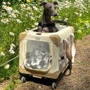 프리미엄 켄넬 이미지