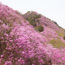 25.3.29.(토)영취산(100명산) 진달레축제 관광 트레킹(여수) 이미지