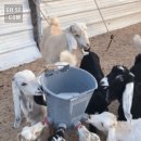 염소사육장 이미지