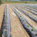 순애농장 이미지