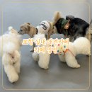 포항시북구77 | 포항애견카페 실내 대형 규모 강아지동반 멍멍카페