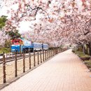 5060 예약 몰리는 봄철 기차 여행지 이미지