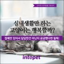 "고양이가 창밖을 자주 보는데 산책 나가야겠어요"﻿ 실내생활만 하는 고양이는 행복할까? 이미지