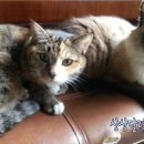 산수유동물병원 이미지