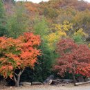 산에는 꽃이피네 이미지