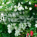 선기로-5 이미지