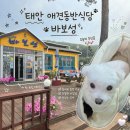 태안 안면도 방포해수욕장 애견동반 맛집 바보성 후기