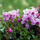 백두산PC 이미지