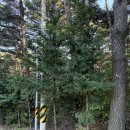 깨끗한마을 | 함안 충무신병교육대 군면회 숙소로 딱! 조용하고 깨끗한 소나무마을 후기