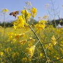 하늘6(유채밭) 이미지