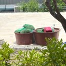 참나무 도토리 막국수 이미지