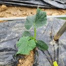 서수원농자재마트 이미지