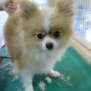 옥천애견미용 이미지