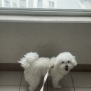 대견하개 | 서면 도그드림(대견하개) 비숑 미용 내돈내산 재방문 후기