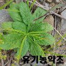 배암농장 이미지