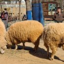 남동목장 이미지