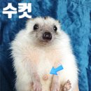 신세계동물의료센터 이미지