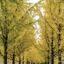 은행나무길 이미지