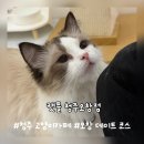 청주 고양이카페 캣플 오창점 데이트 코스로 추천