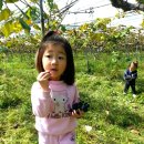 석현1농장 Daum카페