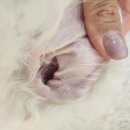 삐삐앤몽 이미지