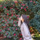 세븐일레븐제주한림로점 | 제주도 일주일살기 보름살기 돌고래 오션뷰 숙소 2월 제주 여행지 추천 동백꽃 명소