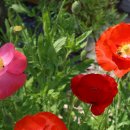 청태산목장 이미지