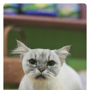 루시펫살롱 이미지