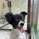 도기로움 이미지