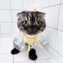 고양이미용&호텔 냥집사 이미지