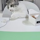 포코베이크