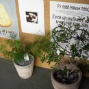 마핑고