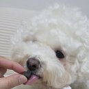 도도메디 | 강아지 관절영양제는 메디퍼피 액티브 M 으로 시작해보세요!