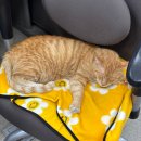 쉬즈베이글 군산대점 이미지