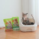 엘지유니참(주) | 고양이 모래 화장실 추천, 청소해방 유니참 데오토일렛