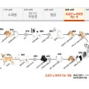 똑똑한 개 순위!!! 님들이 키우는 강아지는 얼마나 똑똑해요?(수정했음당) 이미지