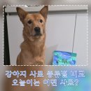 펫 소울메이트 | 강아지 사료 종류 완벽 비교｜오늘이가 직접 먹어본 리얼 후기