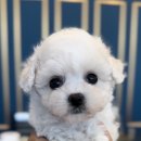 마이도그샵 이미지