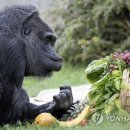 낭만고릴라